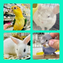 🚨緊急限定開催🚨夏だ！お盆だ！お迎えだ〜！！🐰‪🦜‬🐁🐹