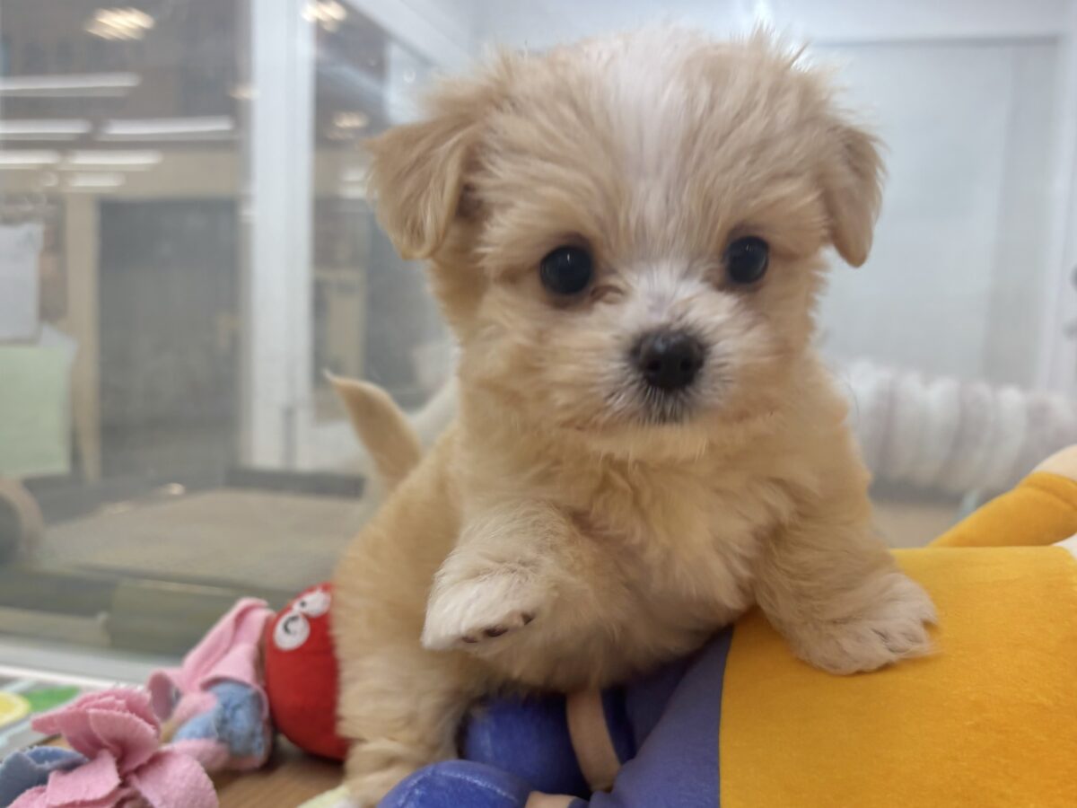 みんなが2度見しちゃう！？チワマルちゃん！