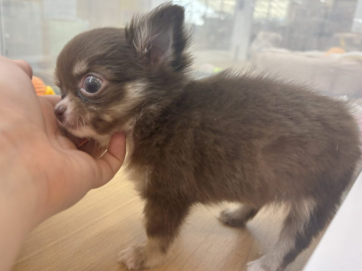 チワワ