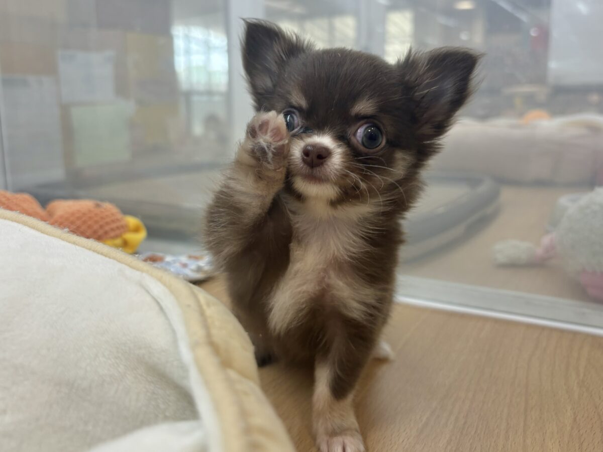 チワワ