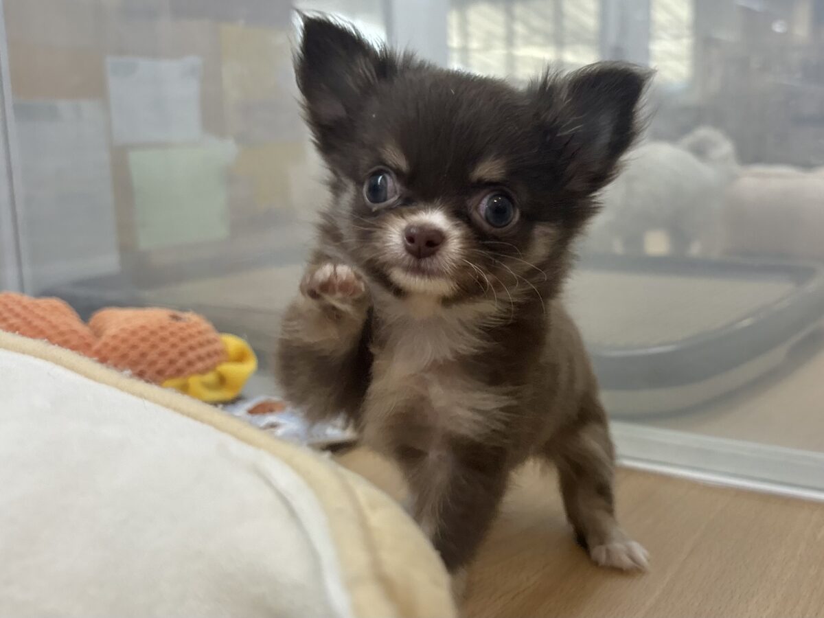 ちっこ〜〜〜いかわい子ちゃん♥チワワちゃん！
