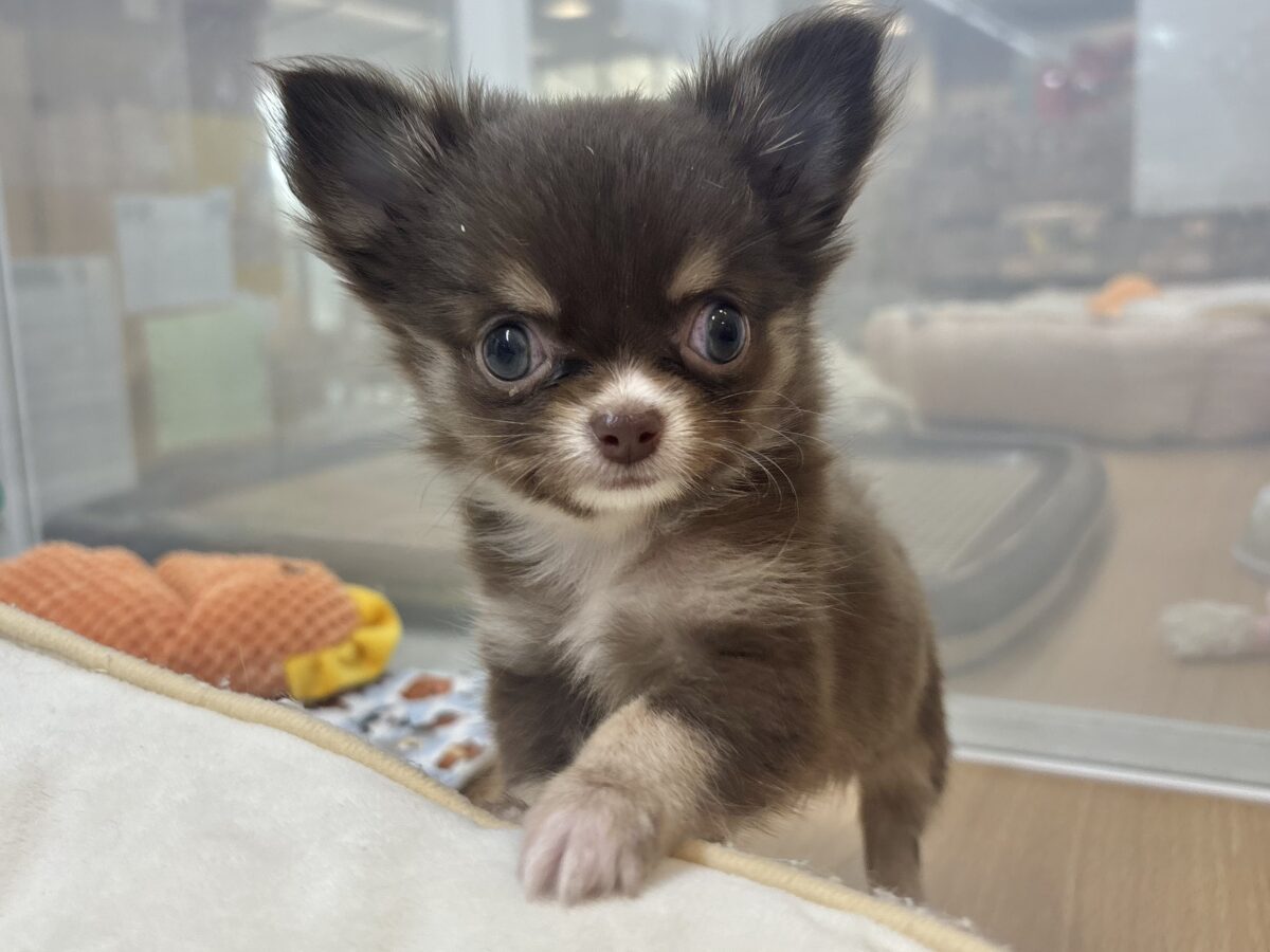 ちっこ〜〜〜いかわい子ちゃん♥チワワちゃん! チワワ