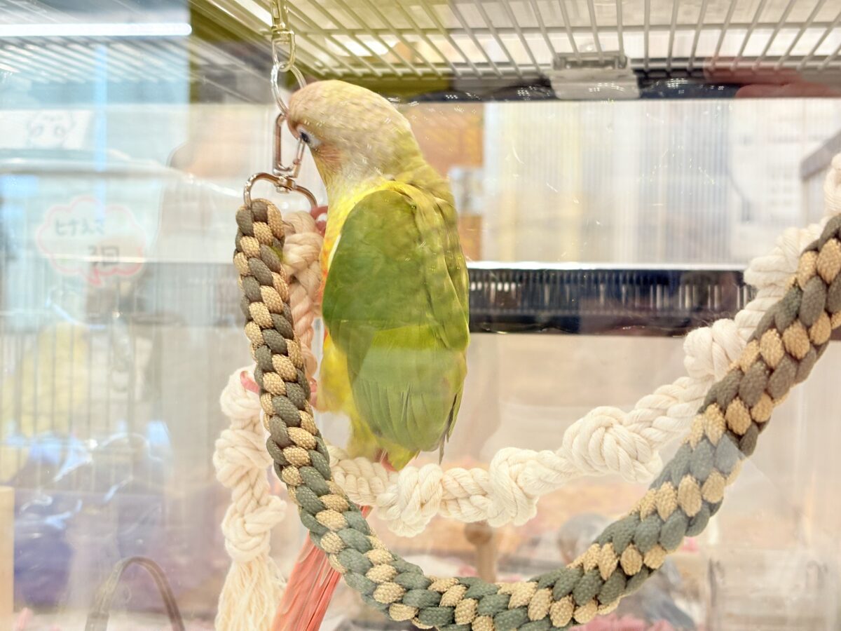 ホオミドリウロコインコ