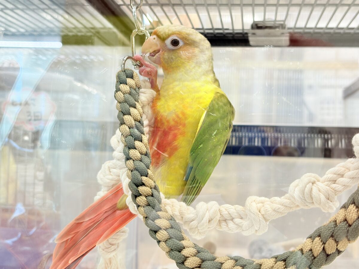 ホオミドリウロコインコ