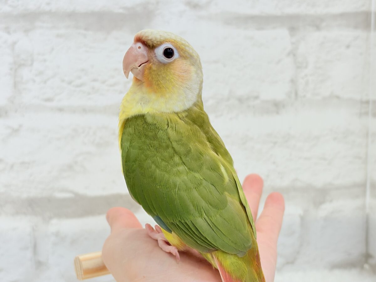 ホオミドリウロコインコ
