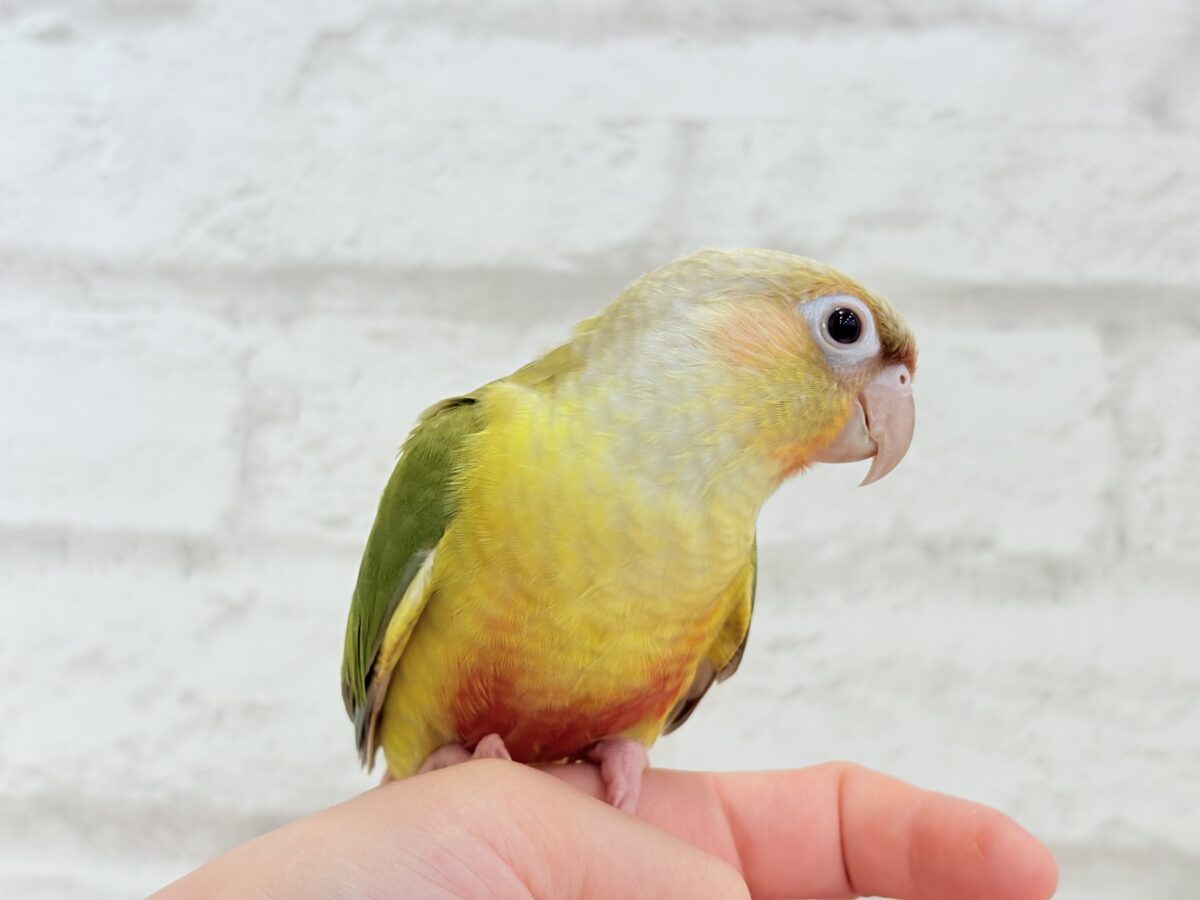 ホオミドリウロコインコ