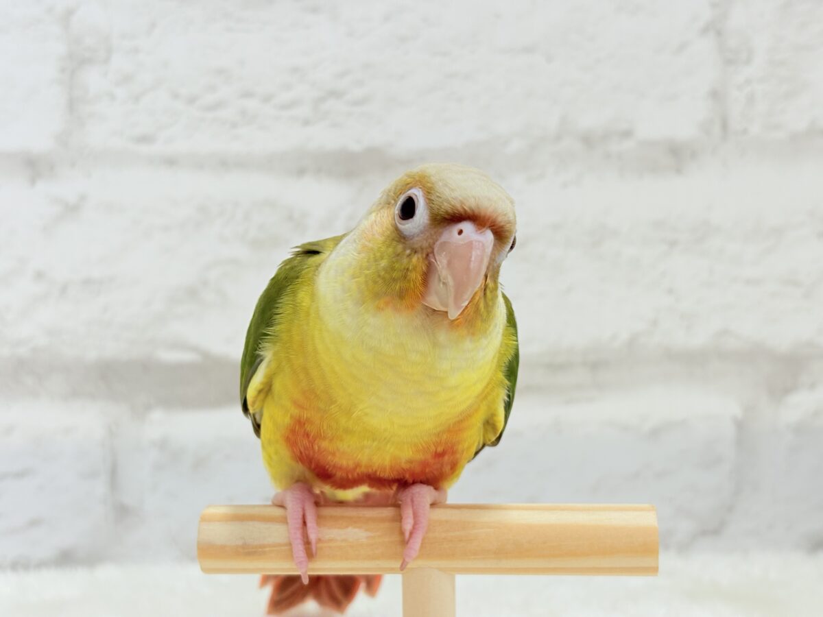 ホオミドリウロコインコ