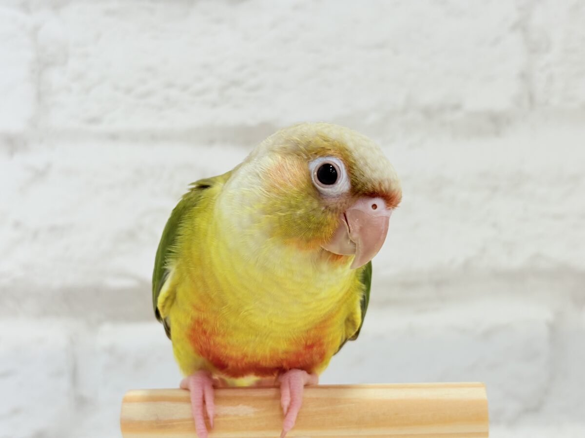 ホオミドリウロコインコ