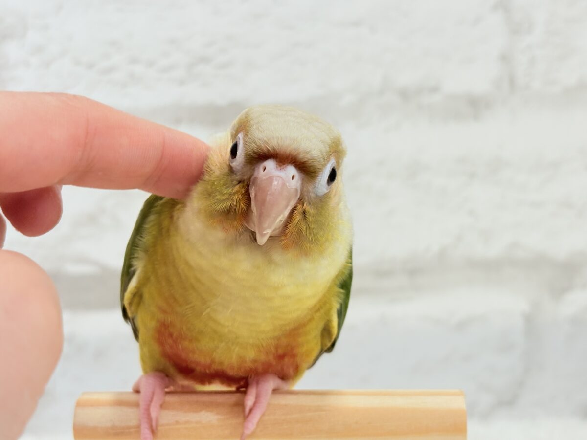ホオミドリウロコインコ