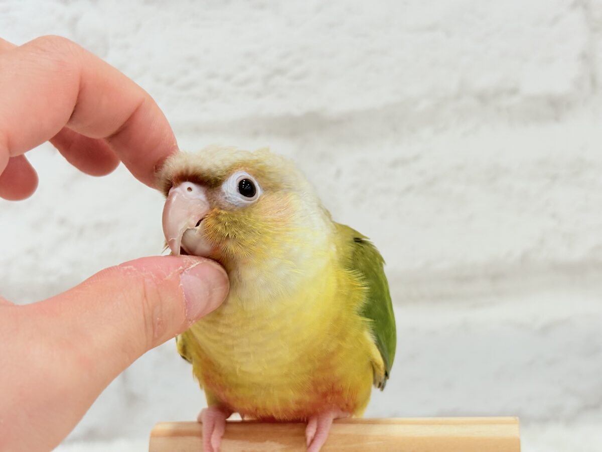 ホオミドリウロコインコ