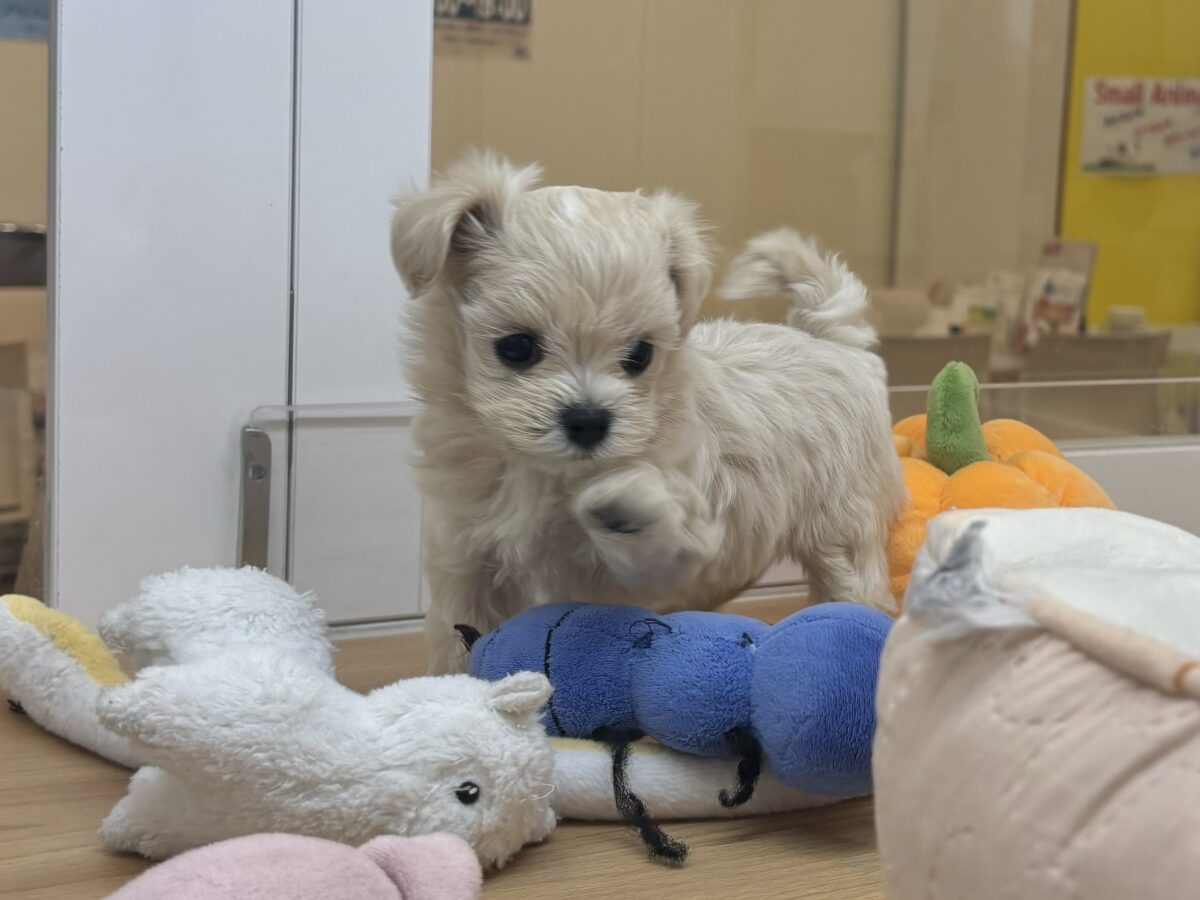 マルプー