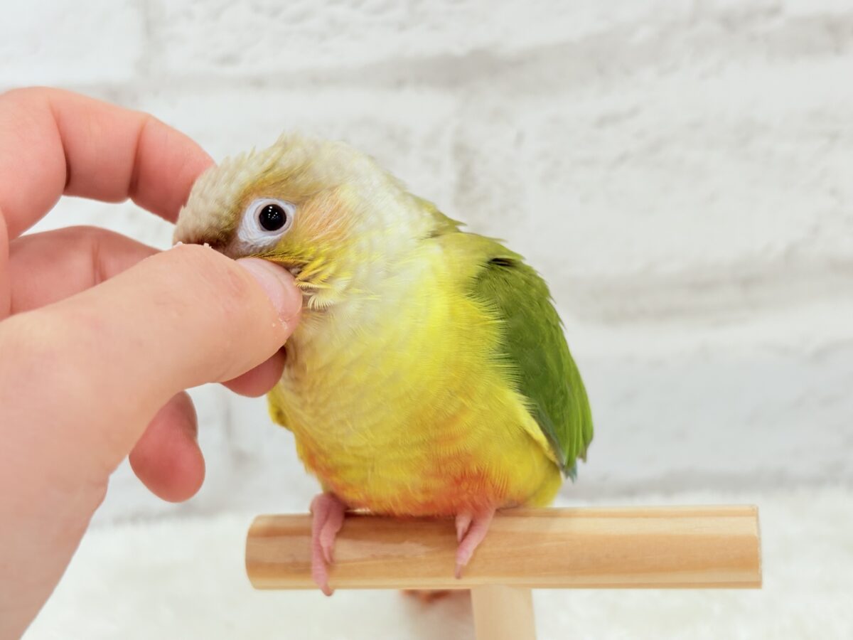 ホオミドリウロコインコ