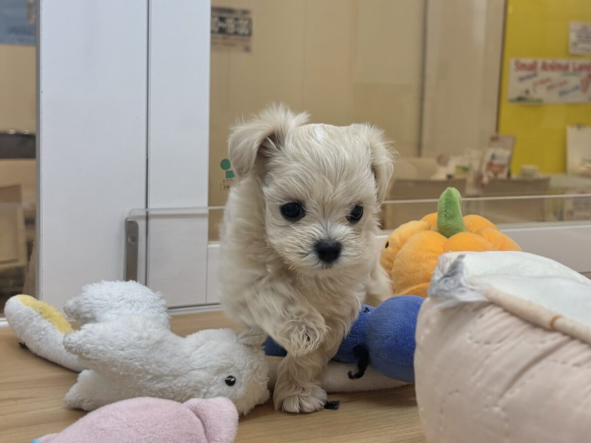 マルプー