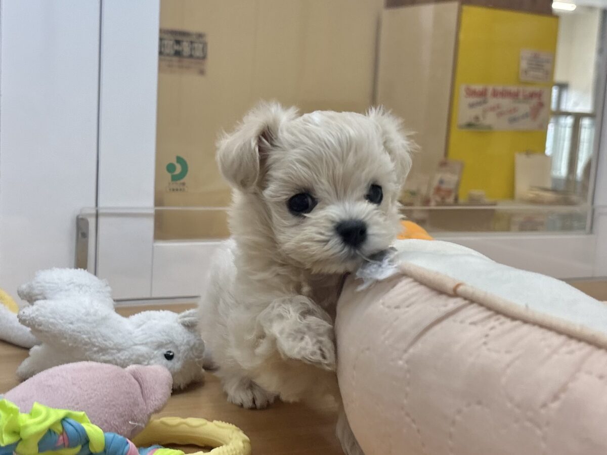 マルプー