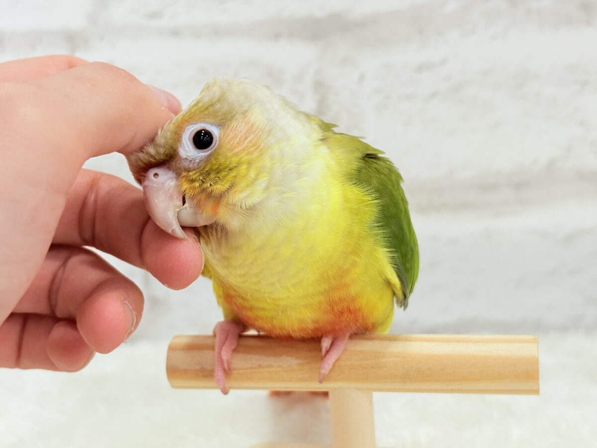 ホオミドリウロコインコ