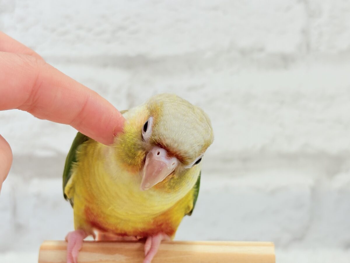 ホオミドリウロコインコ