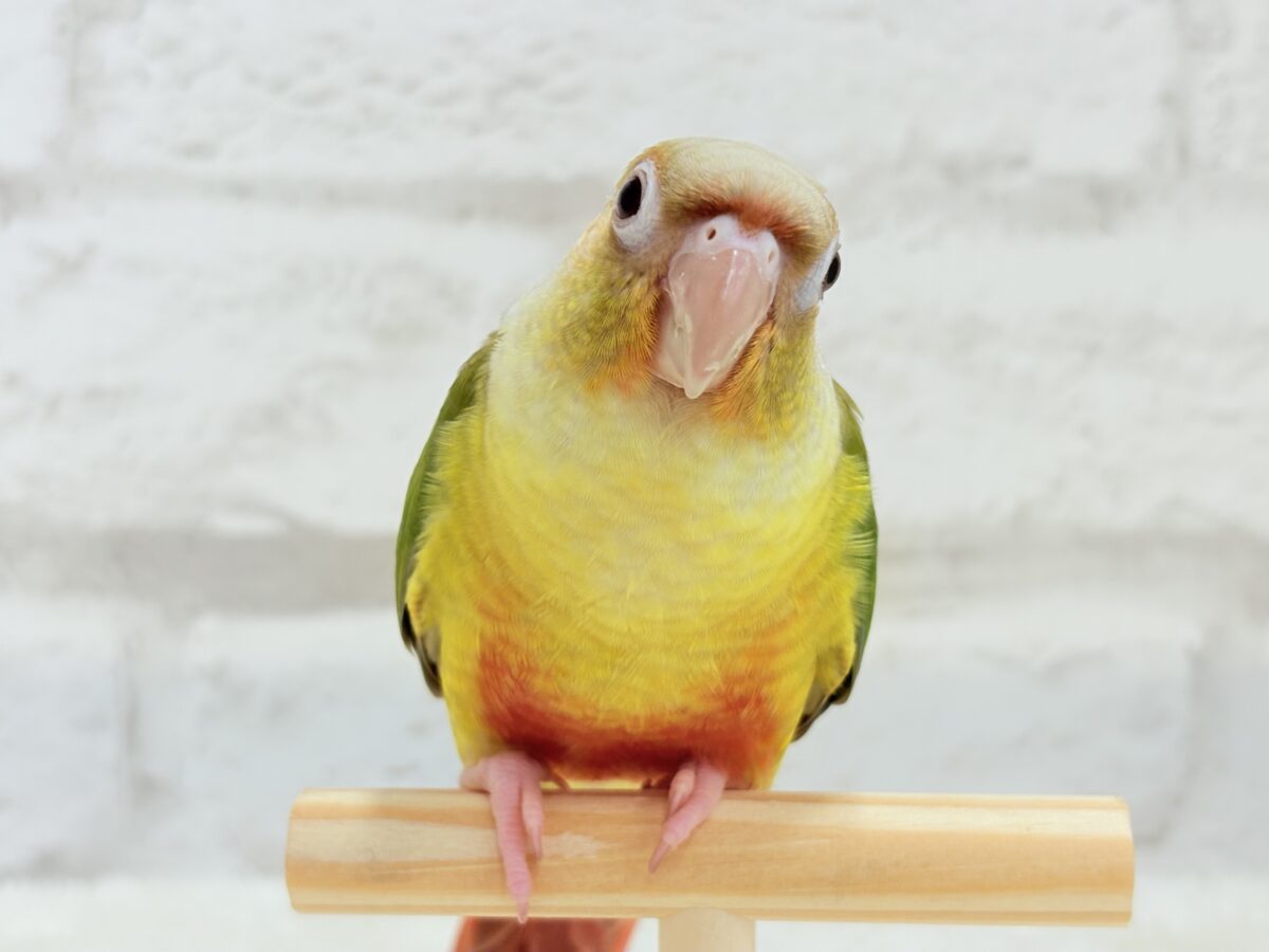 ホオミドリウロコインコ