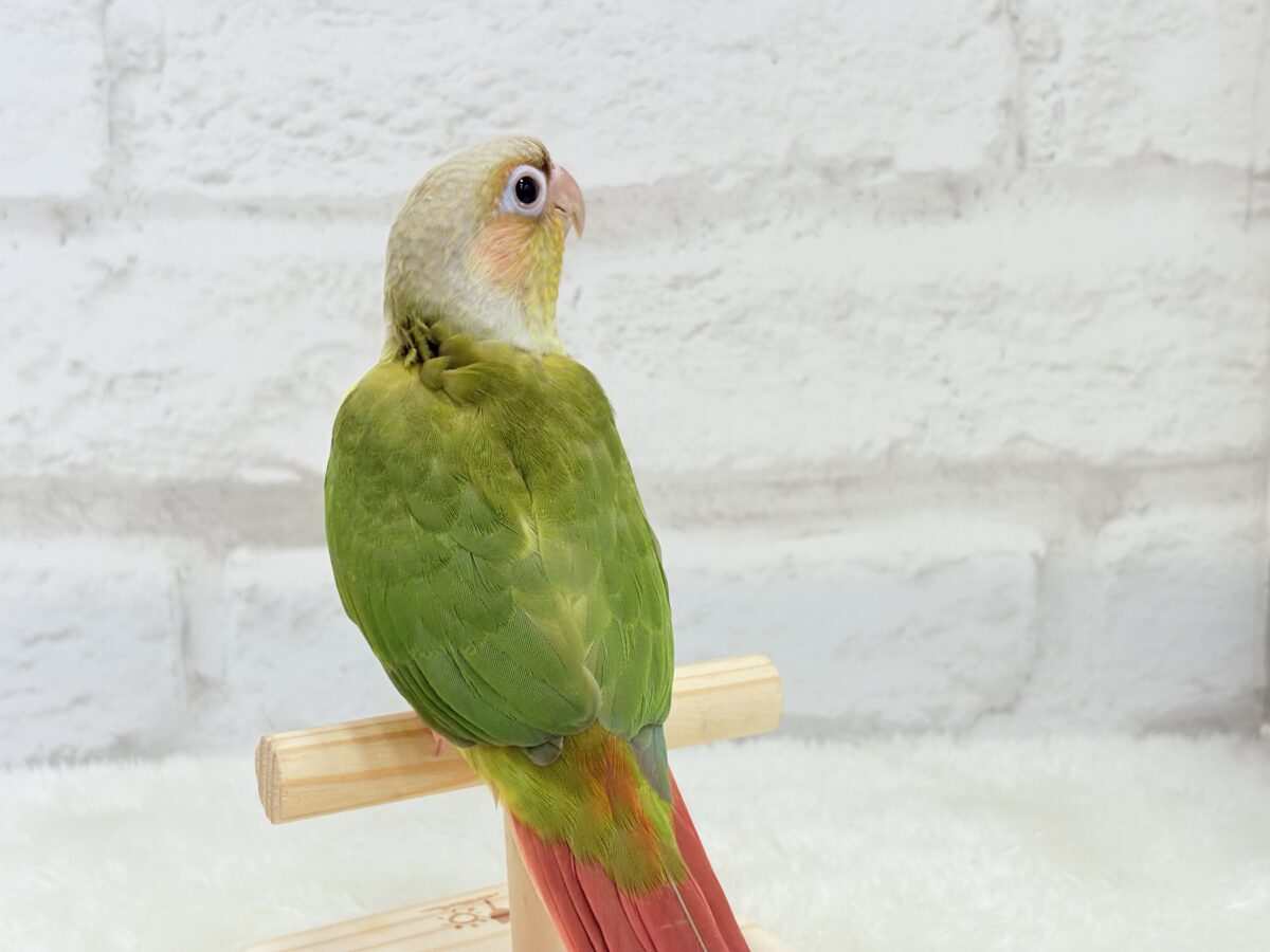 ホオミドリウロコインコ