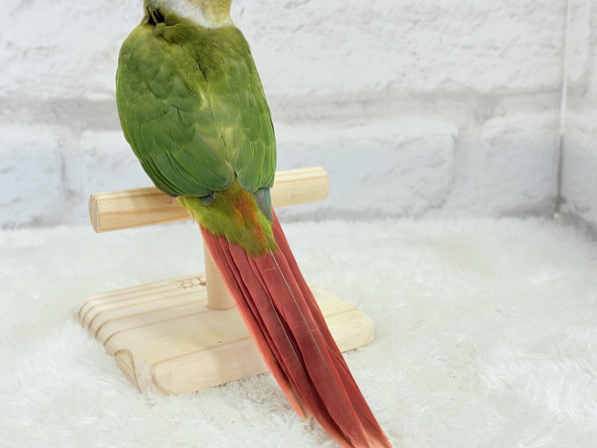 ホオミドリウロコインコ