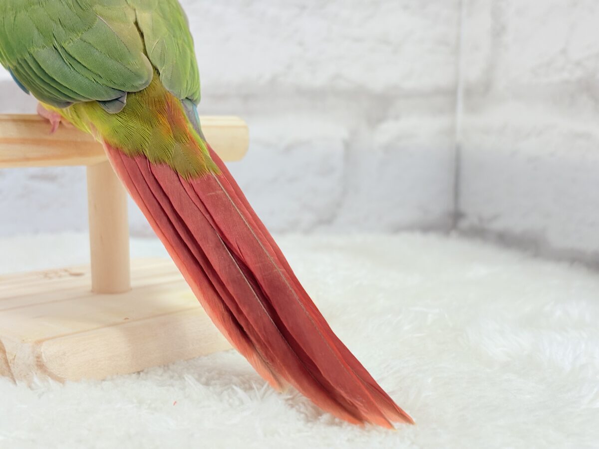ホオミドリウロコインコ
