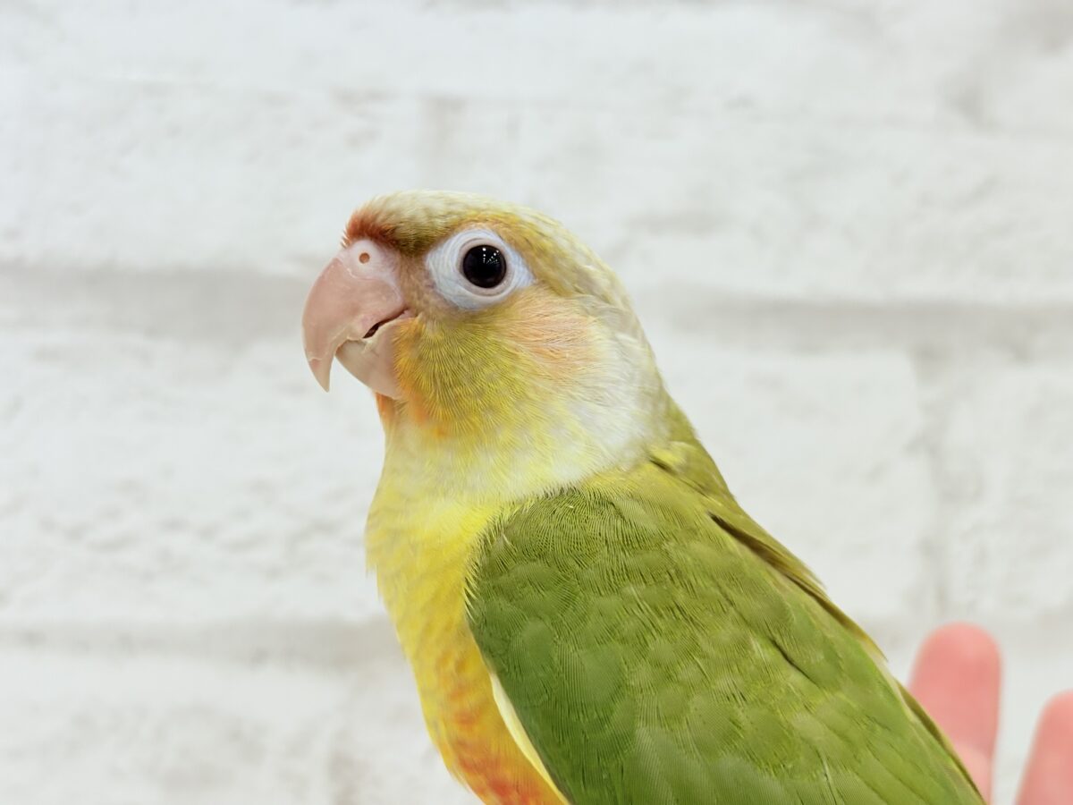 ホオミドリウロコインコ