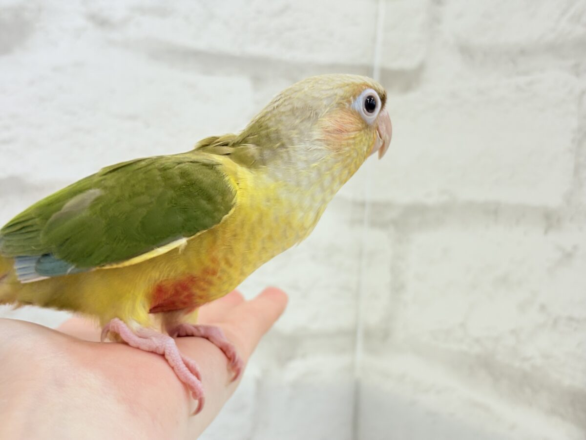 ホオミドリウロコインコ