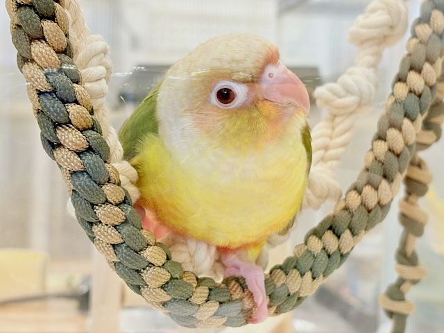 【最新画像・動画更新🪄】常夏⛱もこもこパインちゃん🐣🍍💖ウロコインコ(パイナップル) ヒナ