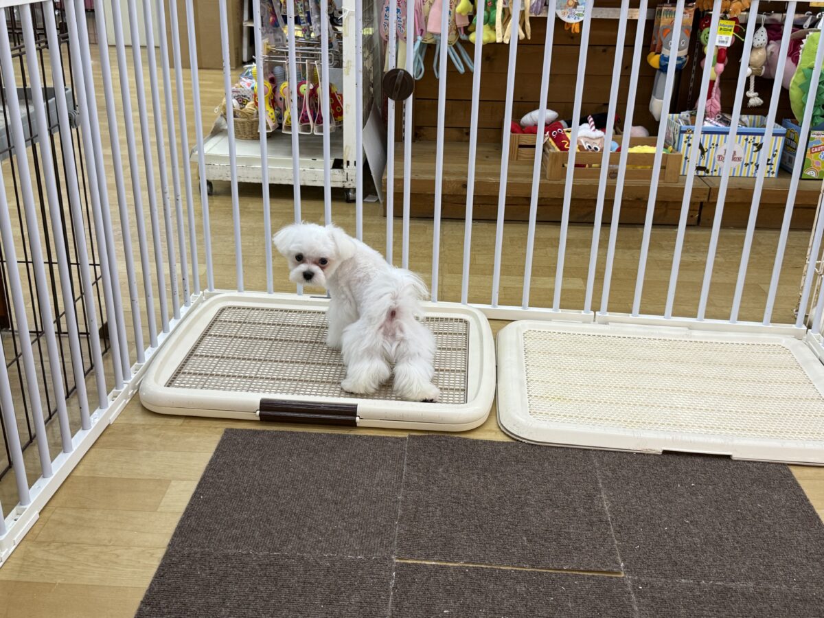 マルチーズ