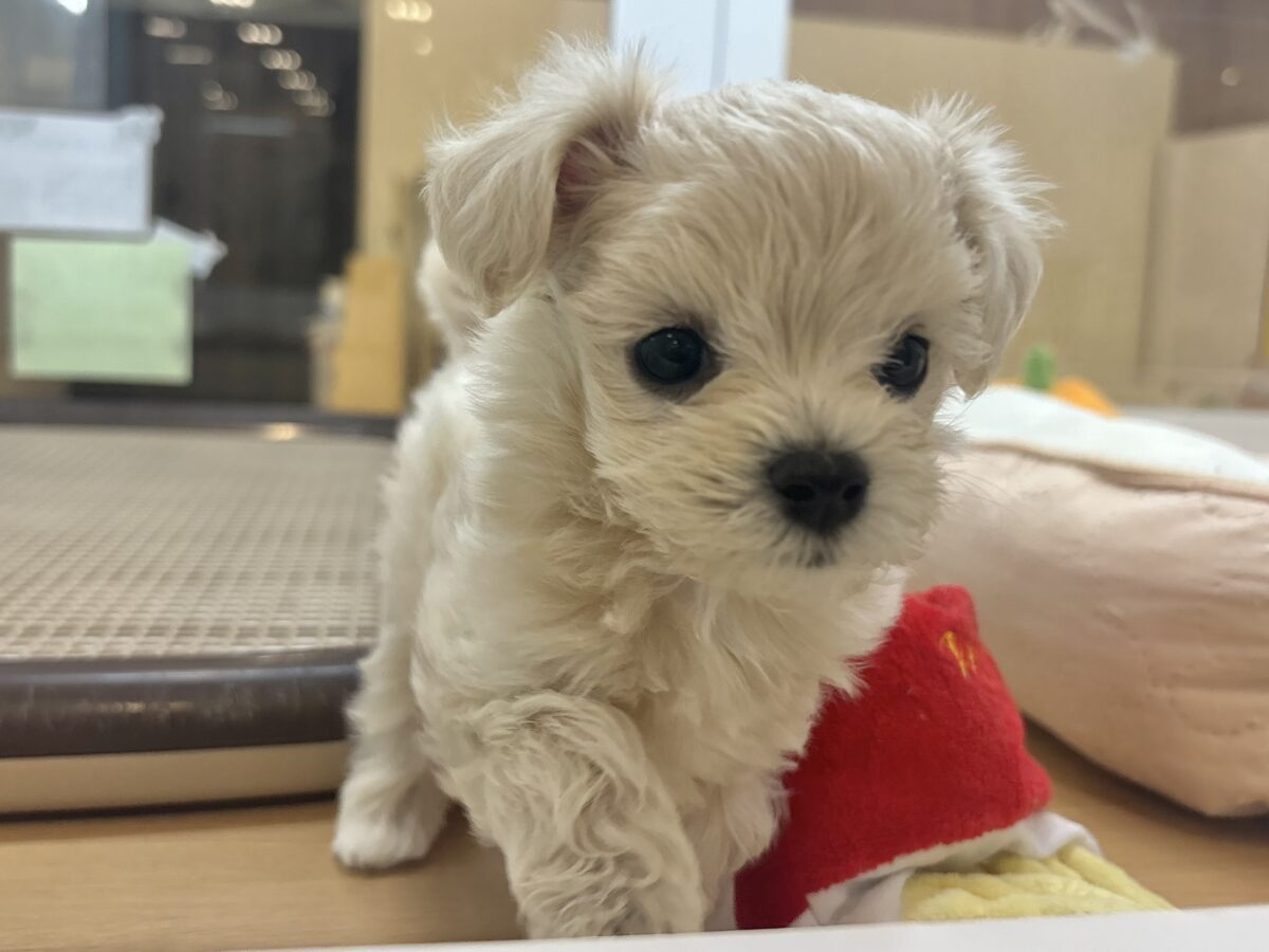 マルプー
