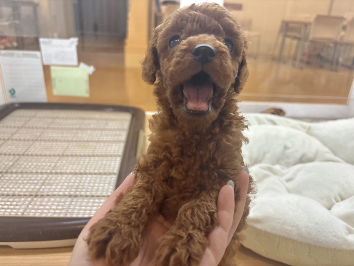 トイプードル