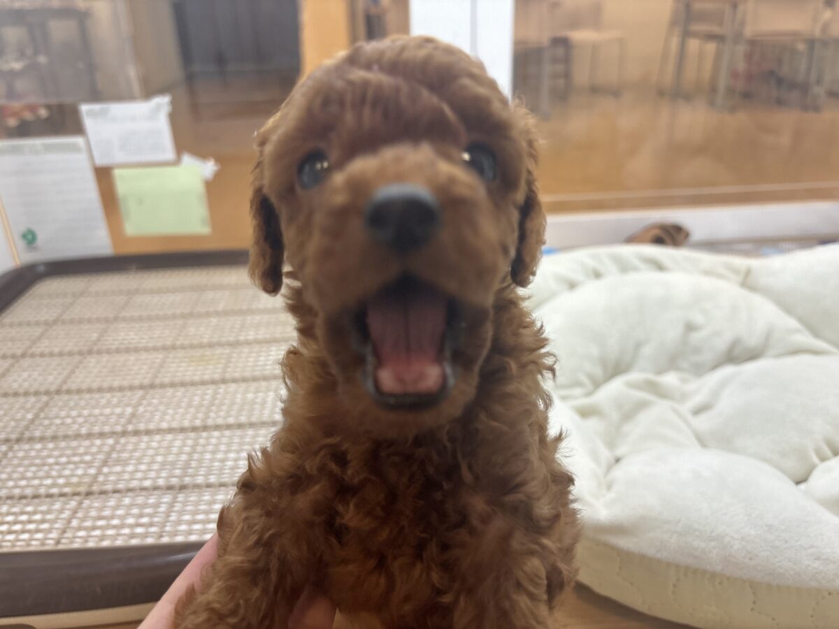 トイプードル