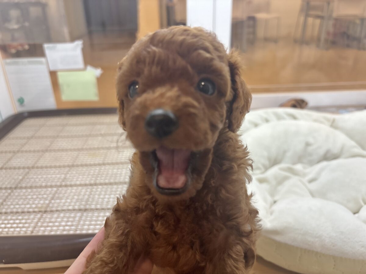 トイプードル