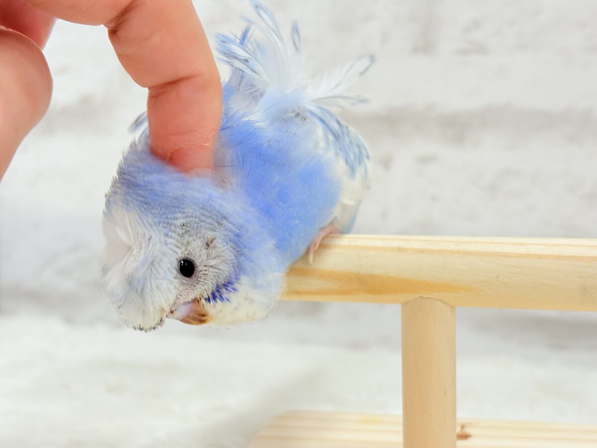 梵天セキセイインコ