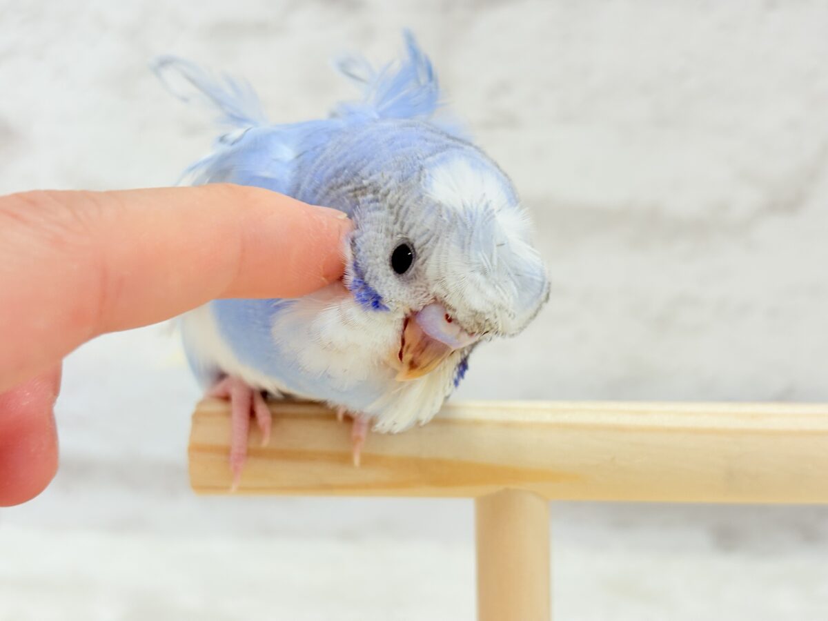 梵天セキセイインコ
