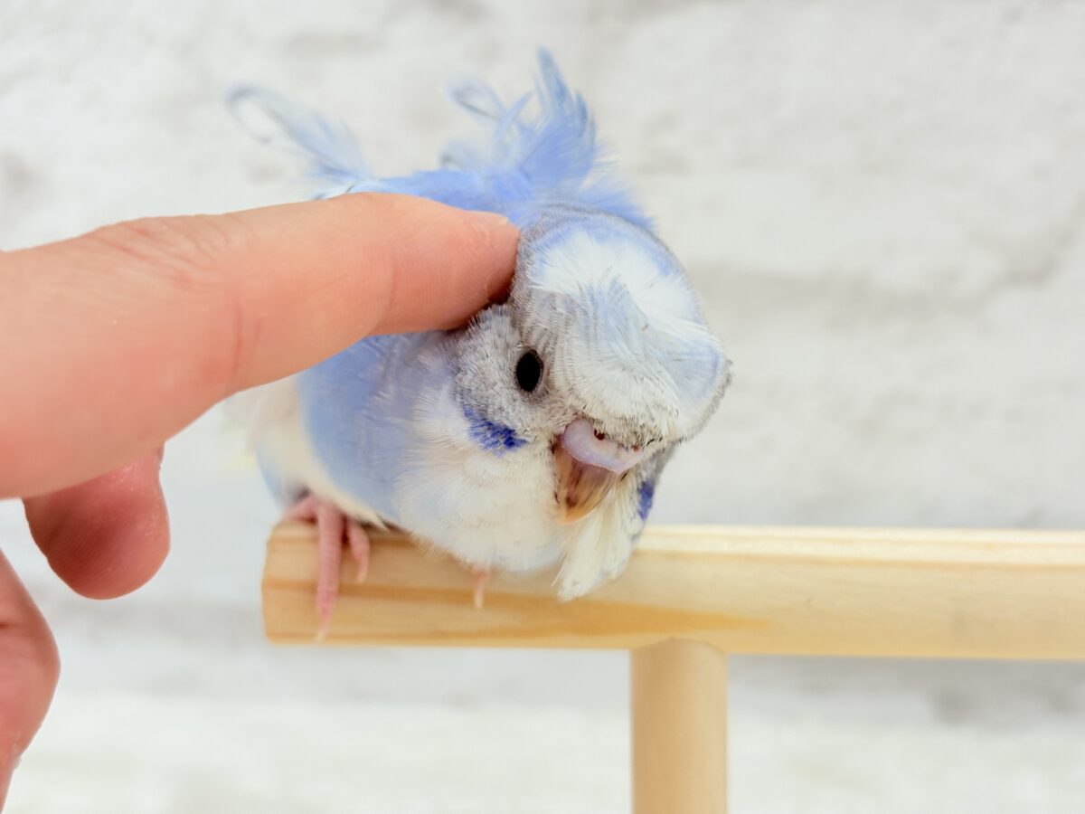 梵天セキセイインコ