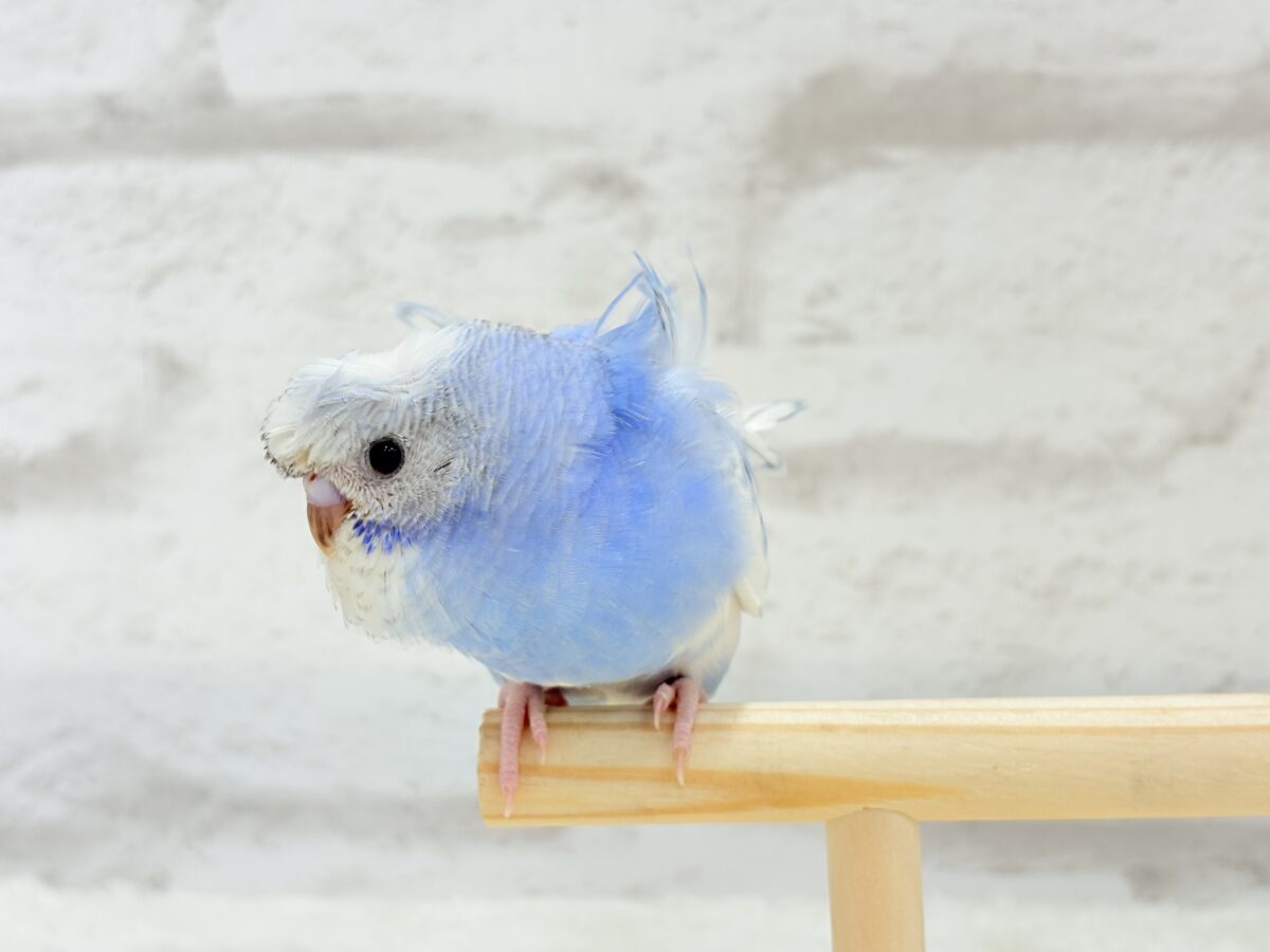 梵天セキセイインコ