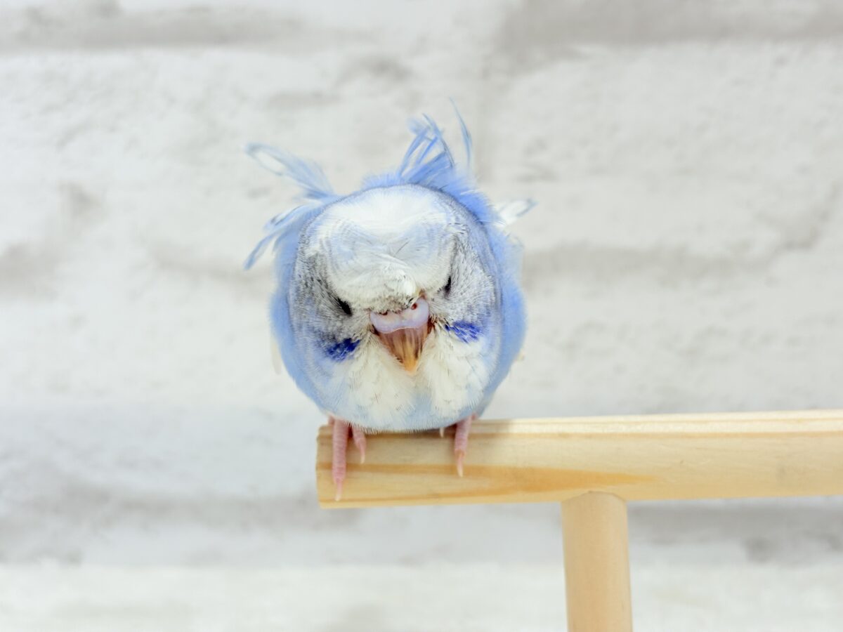 梵天セキセイインコ
