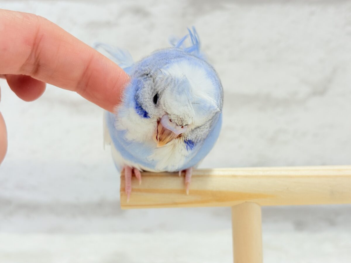 梵天セキセイインコ