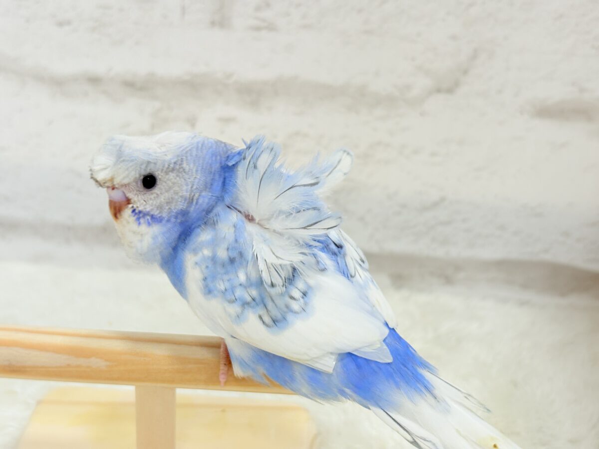 梵天セキセイインコ