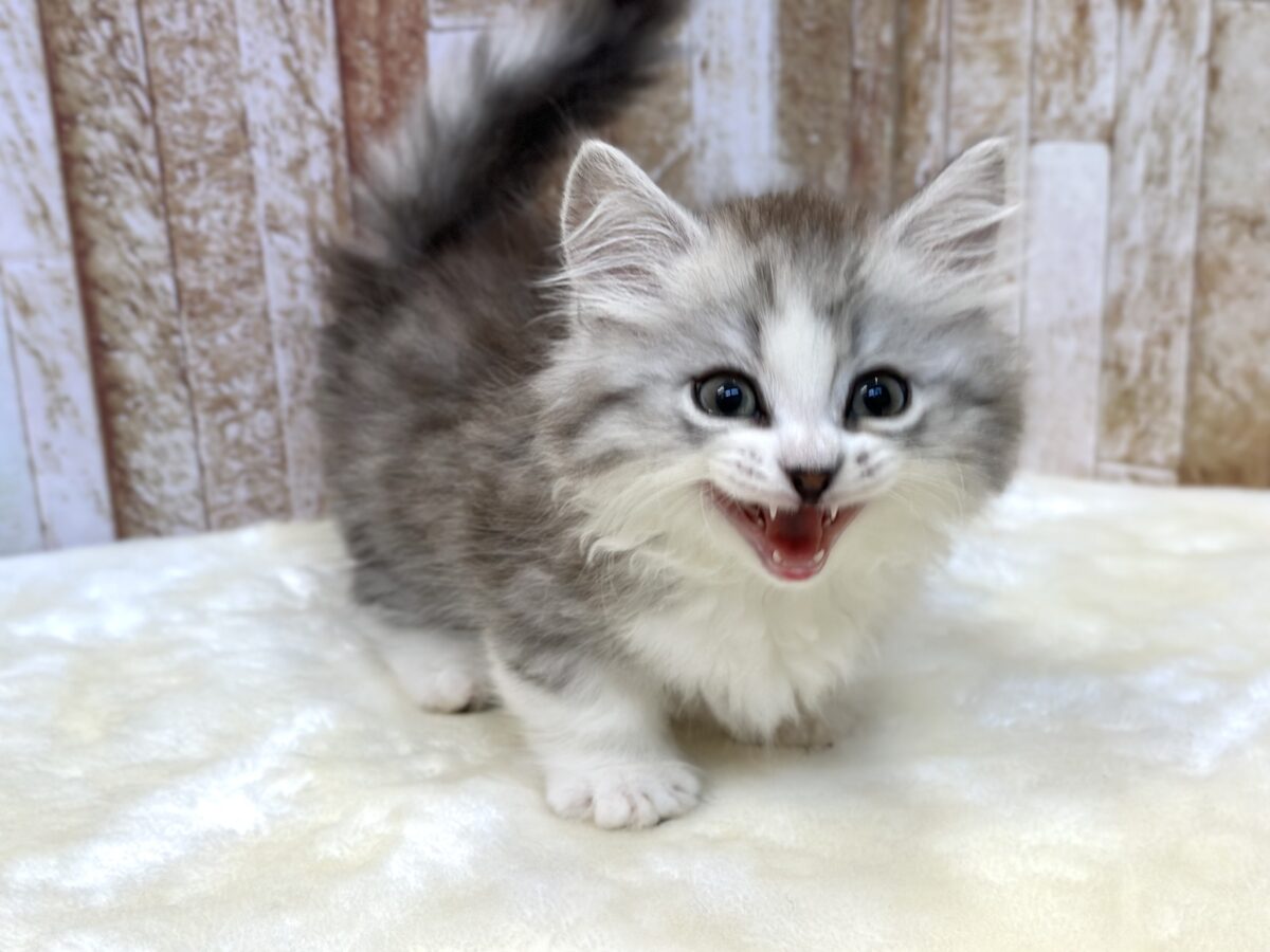 とてとて…かわいい🤍ミヌエットくん(チンチラシルバー)2026年6月7日生まれ 男の子 ミヌエット
