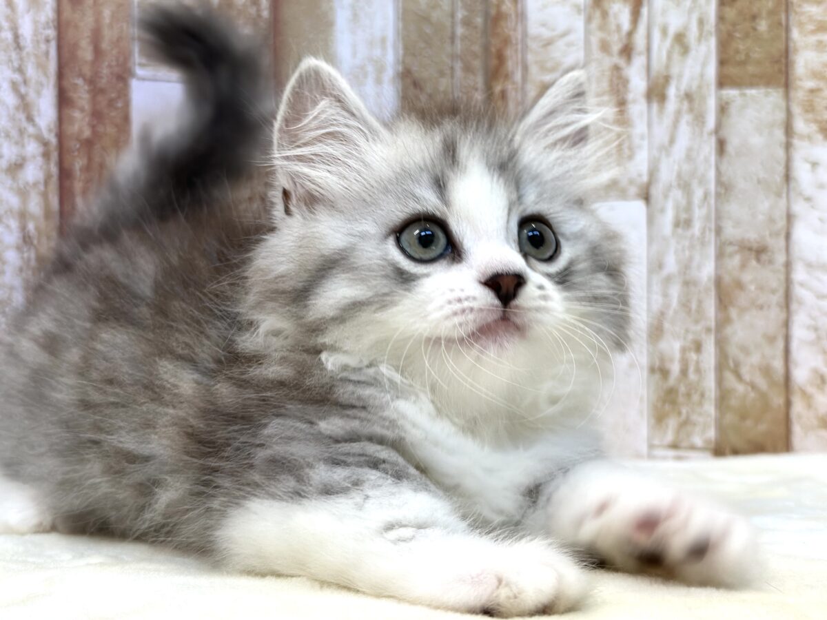 とてとて…かわいい🤍ミヌエットくん(チンチラシルバー)2026年6月7日生まれ 男の子 ミヌエット