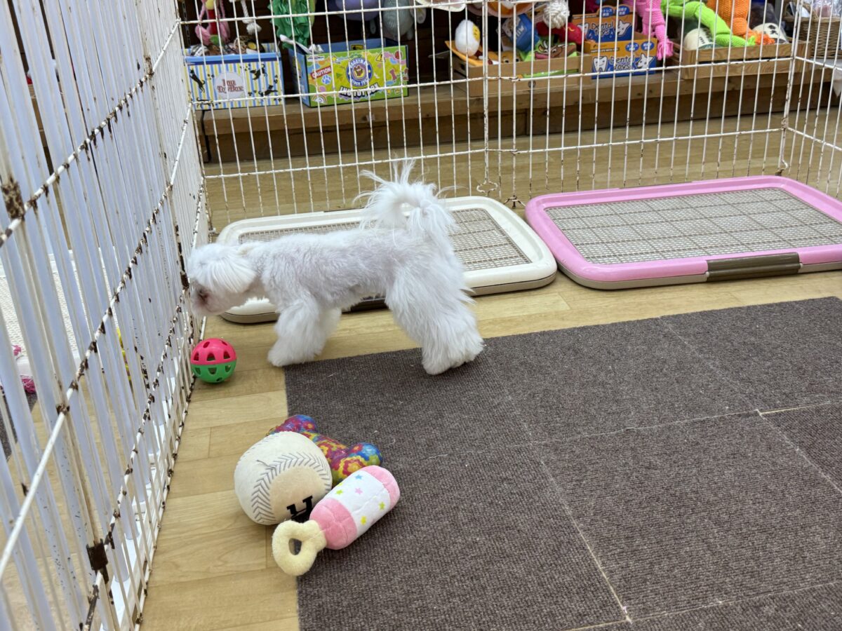 マルチーズ