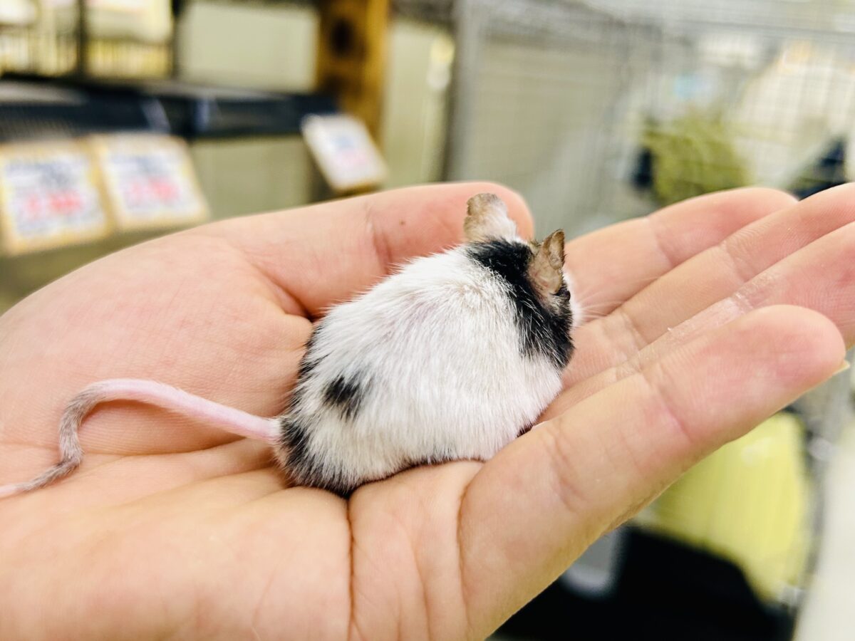 パンダマウス