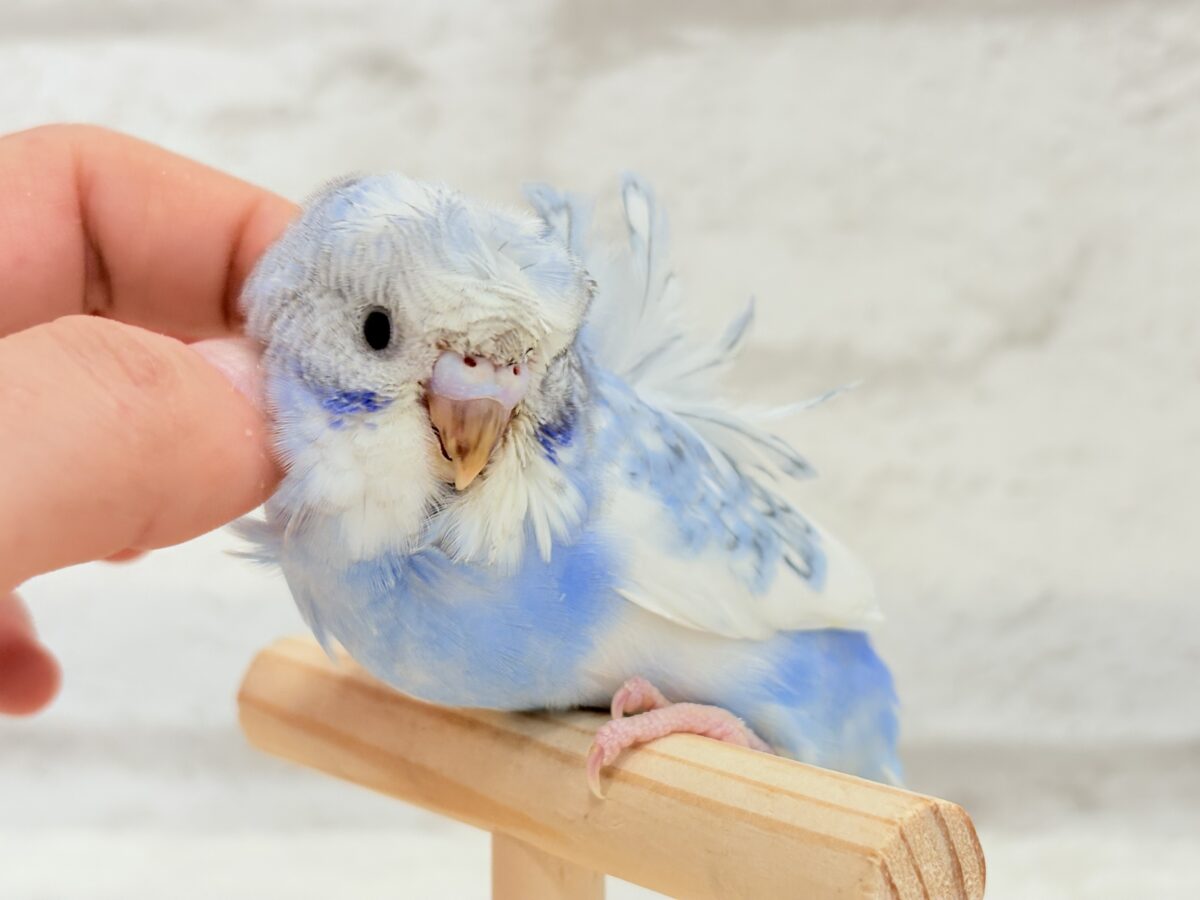梵天セキセイインコ
