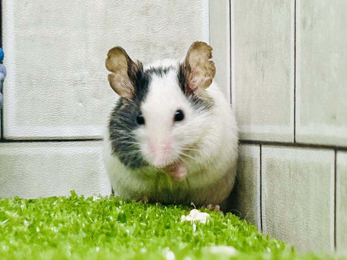 パンダマウス