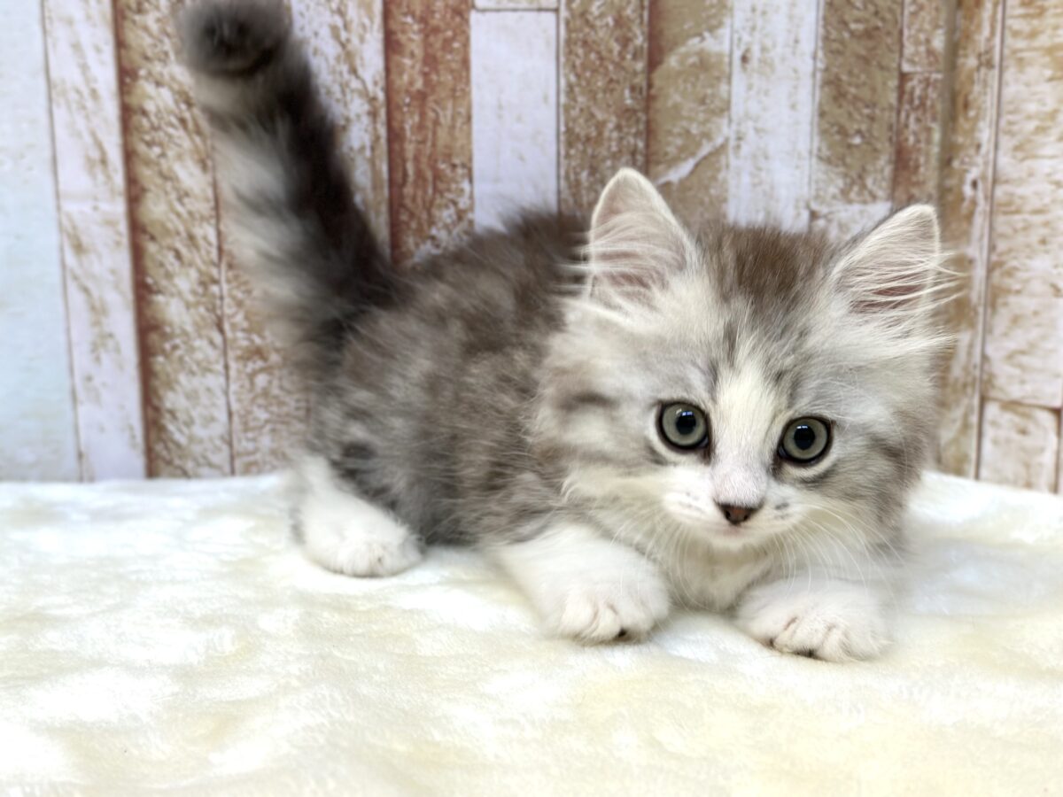 とてとて…かわいい🤍ミヌエットくん(チンチラシルバー)2026年6月7日生まれ 男の子 ミヌエット