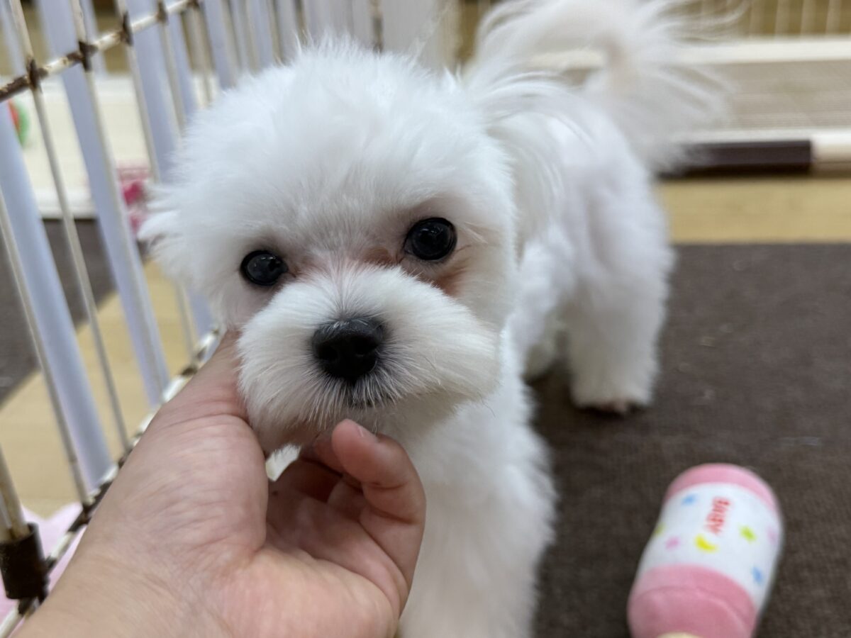 マルチーズ