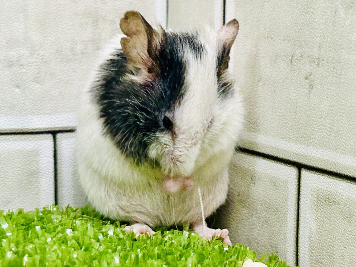 パンダマウス