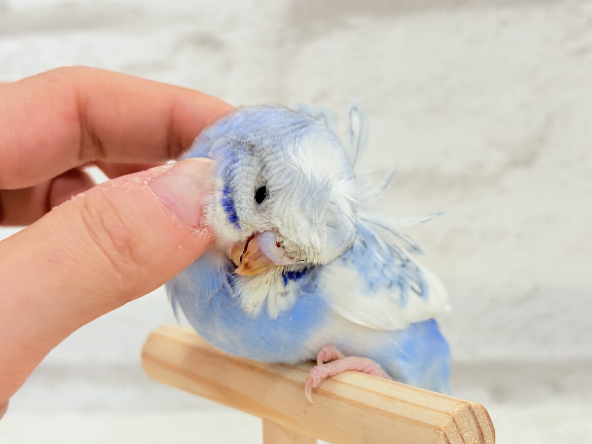 梵天セキセイインコ