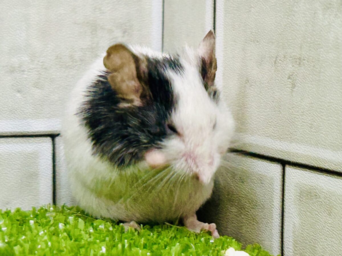 パンダマウス